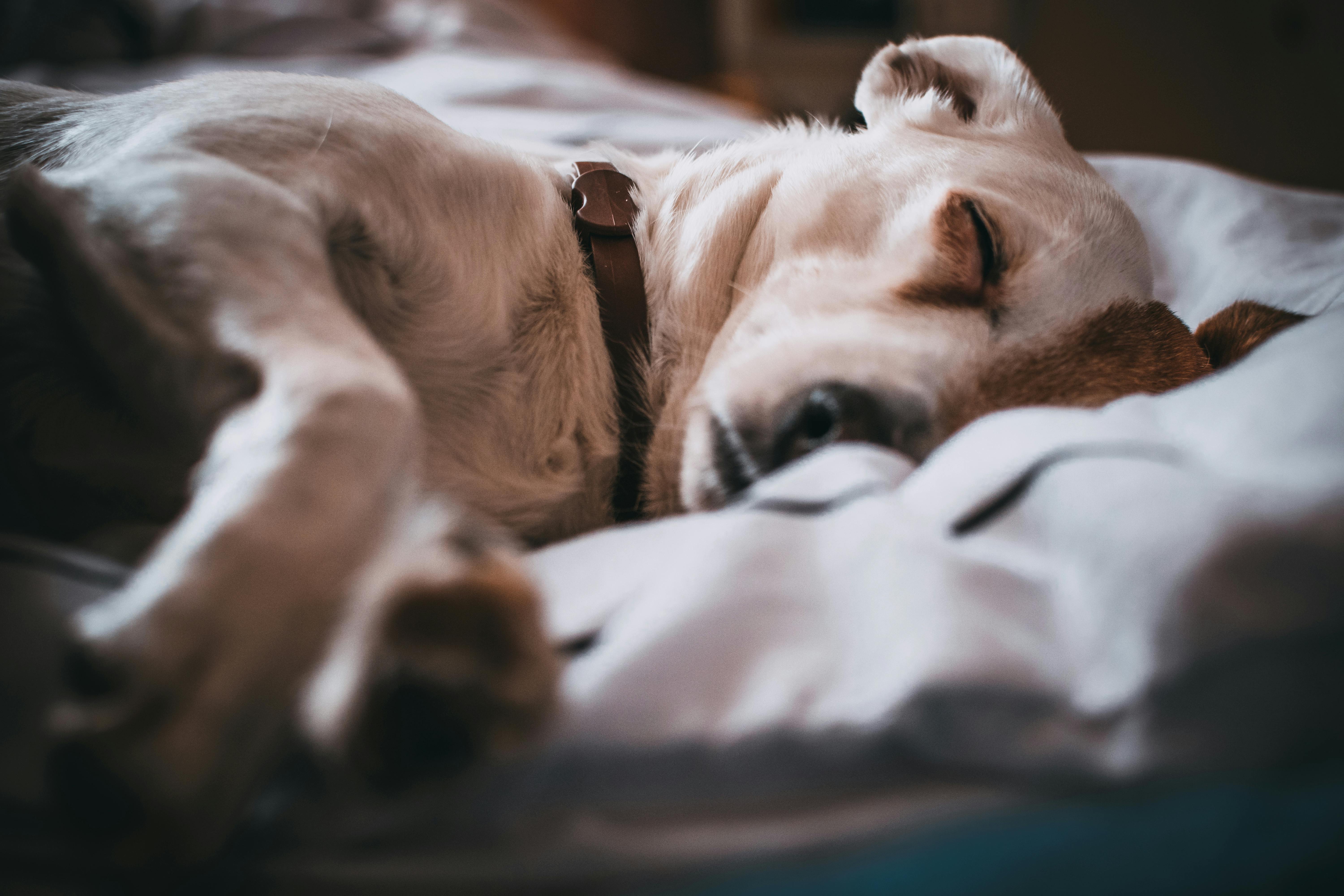 Sleep Photo 791862